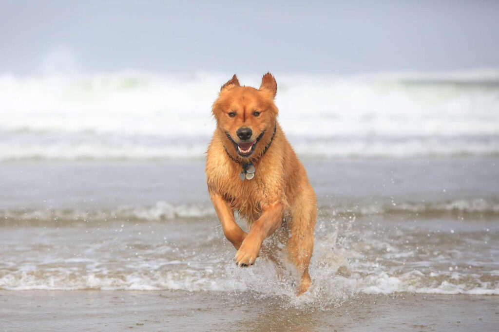 Golden Retriever