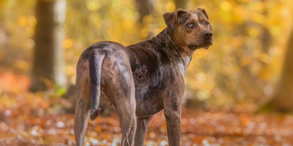 Fascinating Exotic Dog Breeds