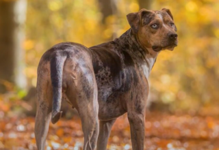 Fascinating Exotic Dog Breeds