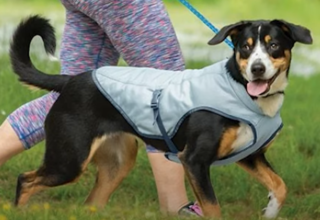 Cooling Vests for Dogs