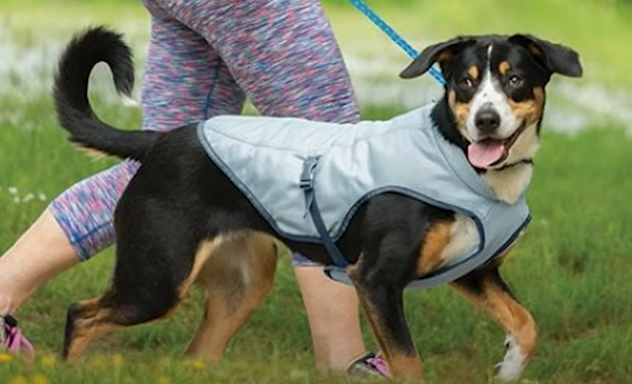 Cooling Vests for Dogs