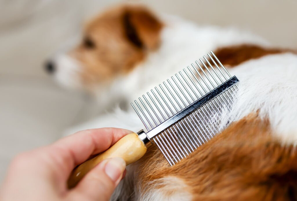 7 Best Dog Brushes For 2024