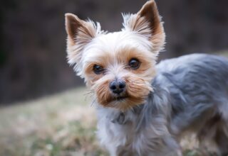 Yorkshire Terriers