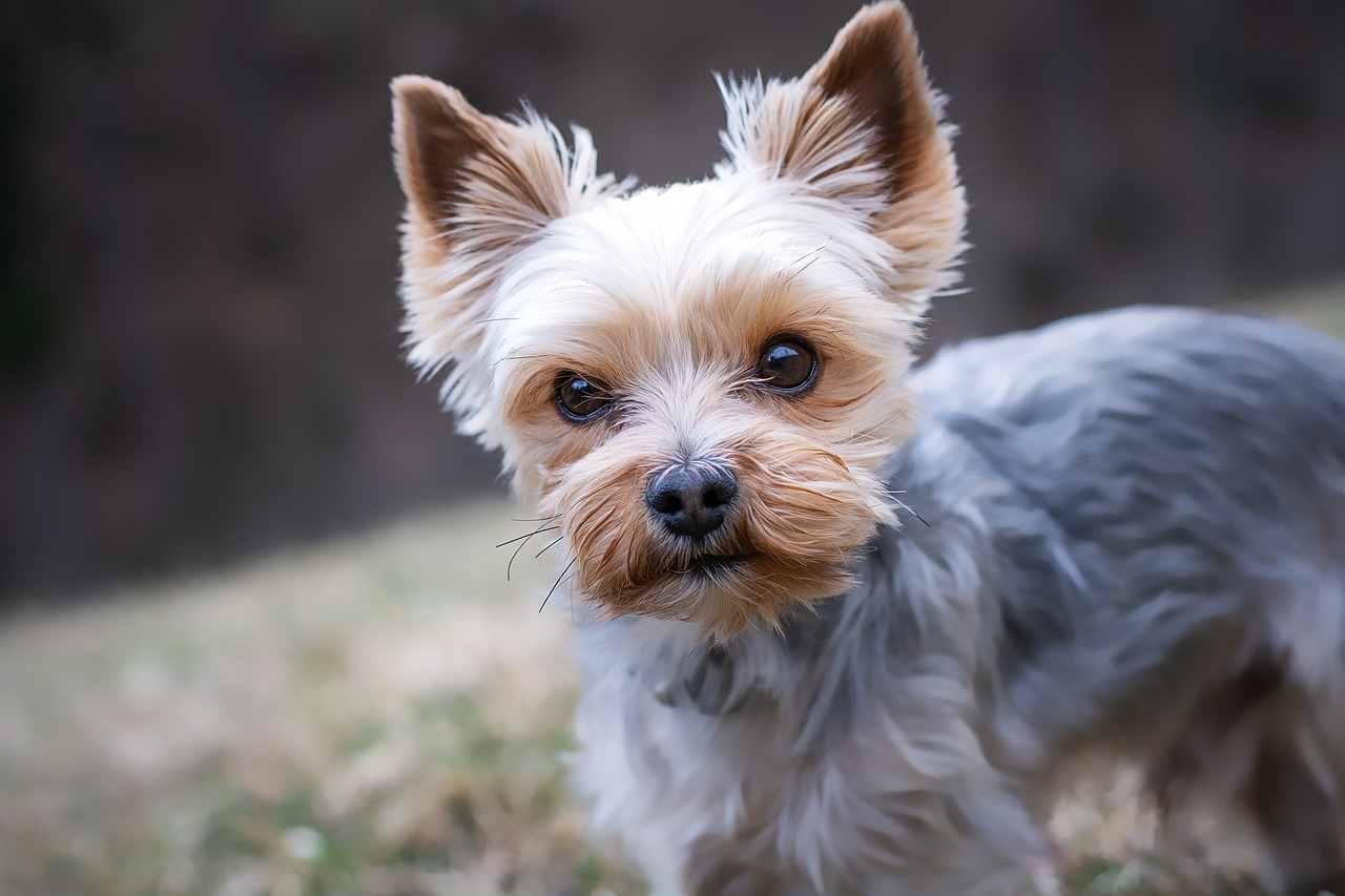 Yorkshire Terriers